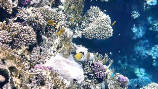 Busy sea life along a coral reef in the tropics