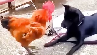 TRY NOT TO LAUGHING I Best Funny Videos Compilation 2024 # 692