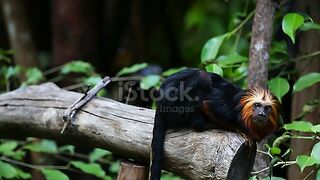 olden-headed lion tamarin.