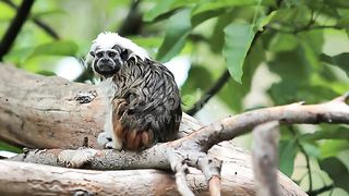 Tropical Tamarin Monkey Cotton Top