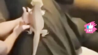 Best Funny Animal Videos of 2022????Funniest Animal Cat& Dog 2022