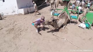 Funny Different Animals Chasing and Scaring People 2019