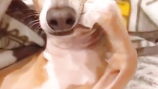 Best Funny Animal Videos Of The 2022 Try not to laugh #shorts