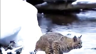 Tiger Pub Jump | Viral Animals Video Clip | Funny Animals YouTube