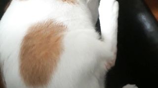 Cute cat scratching ears