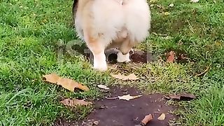 Funny Dog