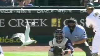 Craziest Animal Interference Moments in Sports History
