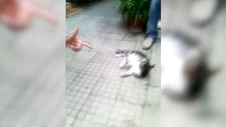 Funny cat ???? vs Gun ???? - Funny Animals ???? playing dead on finger shot Compilation || Animal Gags