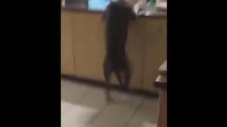 funny animals (super 3 minute funny) cats and dogs