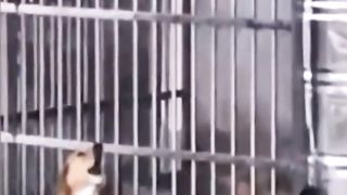 Funniest animals 2023 ????In tiktok ???? Funny and Fails Pets Video #11