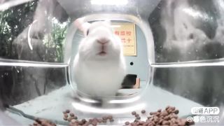 Mr. Bunny ( The nom nom nom Car )