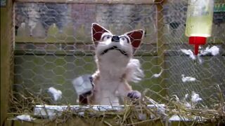 Mongrels - Теребят сутки напролёт.