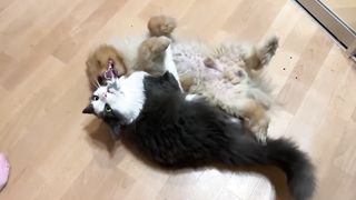 Драка… драка.
