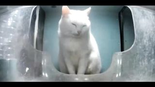Mr. Smile???? the Cat Who Smiles All the Time