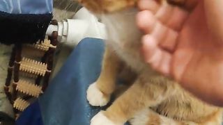 Два кота. Рыжик и его друг Барсик