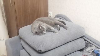 Серый хитрюшка.