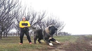 ZAFIR transforms into a GODZILLA