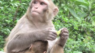 Monkey eating fruit in the wild