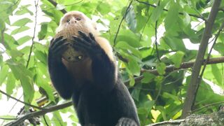 Monkey eating from a coconut