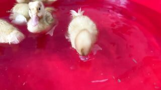 Brave and funny cat????! The little duck invites the cat to take a bath with him.