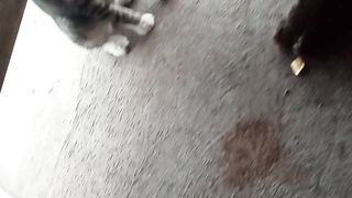 Si empus lagi pacaran