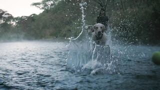 A Playful Day: A Little Dog and Owner Enjoy a Game of Fetch in a Serene Creek