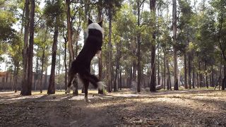 A Flying Success: A Dog's Incredible Catch of a Mid-Air Frisbee