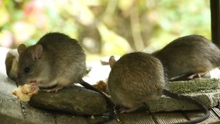cute little mice are nibbling