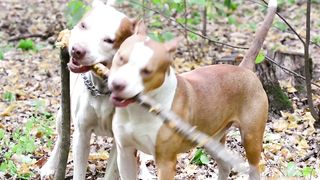 Forest Frolic: Dogs Enjoy a Day of Play in the Great Outdoors