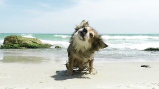 Shake It Off: A Dog's Playful Romp on the Beach