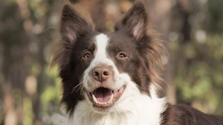 Smiling dog