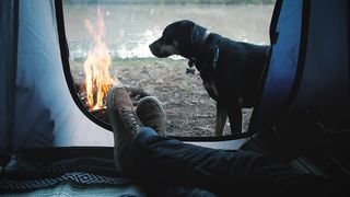 Person inside a tent with dog
