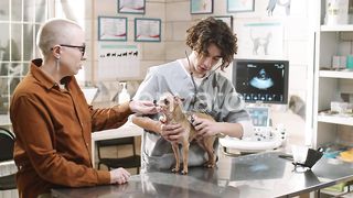 A Visit to the Vet: A Dog Receives a Thorough Checkup at the Clinic