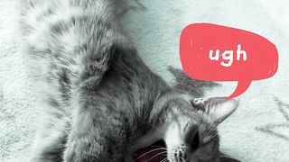 lazy cat #catlover #pets #animal #foryou #Everyone