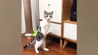The funniest and most humorous CAT VIDEOS EVER!