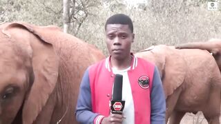 Baby elephant interrupts reporter's piece to camera.