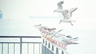 Seagulls standing on flying above a rail by the sea