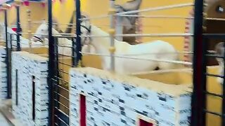 #foryou#febspotvedio #Foryoupage #trending #horselover #horse #500k #fyp #1M #impres.27 #foryou#treding#horses@vedios
