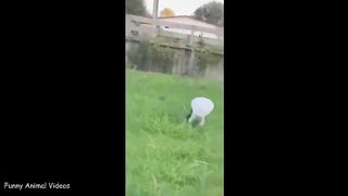 Best Funny Animal Videos 2024 Part 21