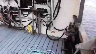 لويا الصيد الطعم ، متعددة القسم الأسماك الملحقات ، متعدد القسم بيونيك
