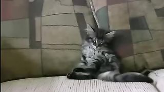 Котенок икает и пукает сидя на диване.