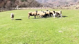 ФЕРМА КРАЙ СЕЛО ПОЛЕНА