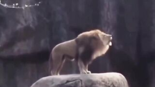 The difference between lion's roar and tiger's roar