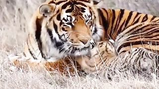 Baby Tiger Cubs playing with dad.