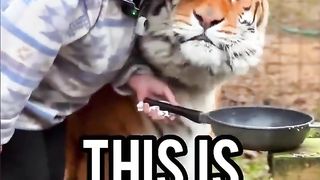 Size of this Siberian tiger