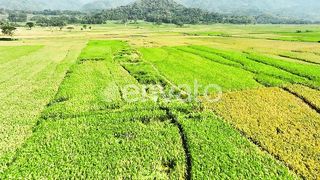 Aerial View of Rice Fields Ready to Harvest in Geblek Menoreh, Indonesia