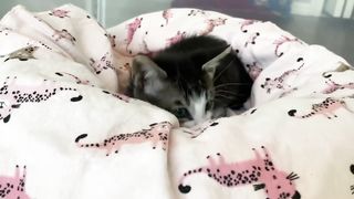 Tiny Kitten Attack.