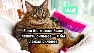 #мем #shorts #ржака.