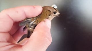 Королёк желтоголовый (Regulus regulus)