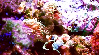 Multicolored Coral Shot with Fish Projections - A Mesmerizing Underwater Spectacle
